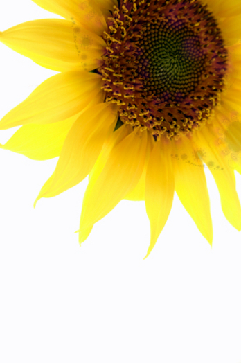 sunflower-1